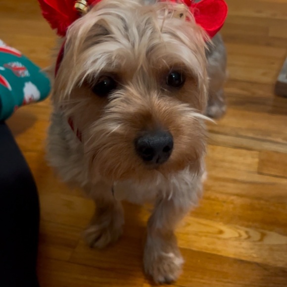 Meet your Posher, Alice - Picture 8 of 8